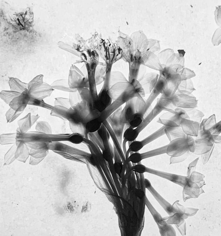 Narcissus