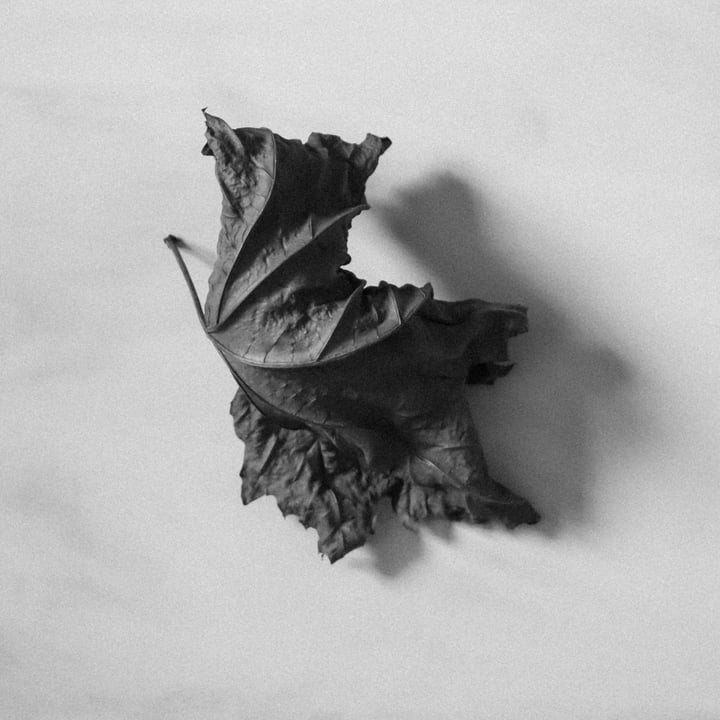 Autumn, Beauty, Decay #1