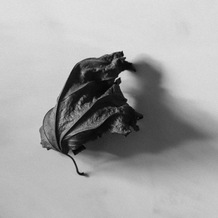 Autumn, Beauty, Decay #2
