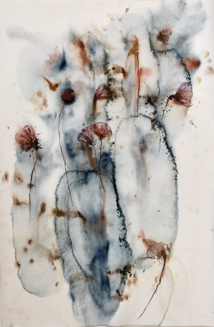 Papaver 