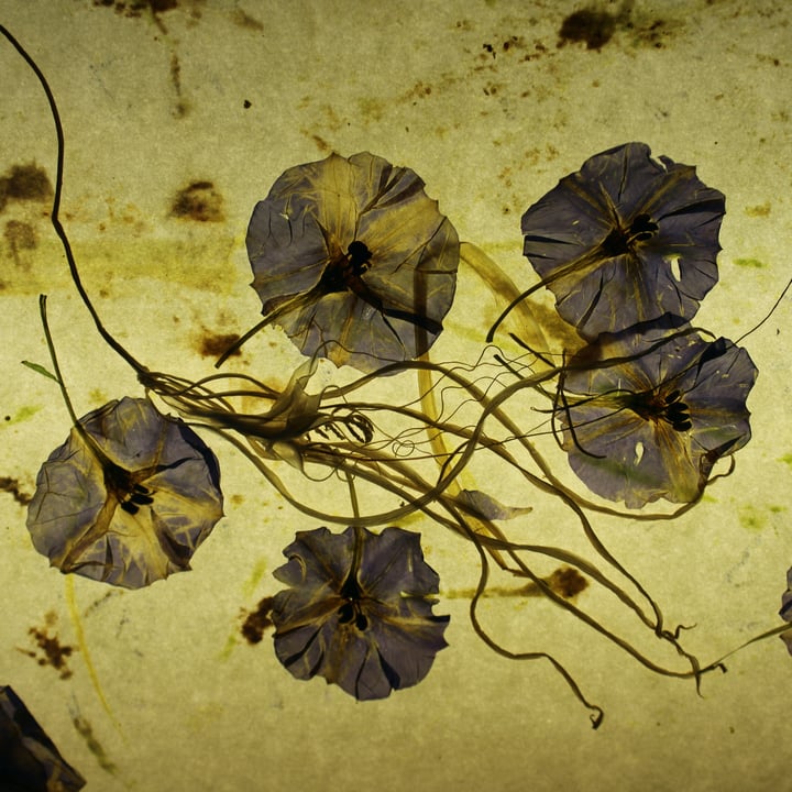 Solanum