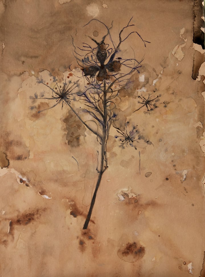 Love-in -a-Mist