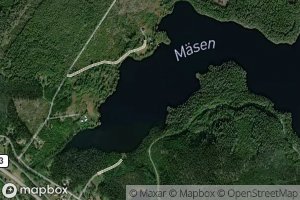 Maesen