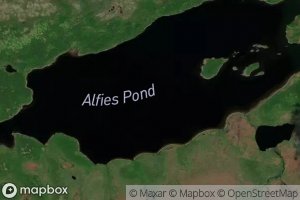 Alfies Pond