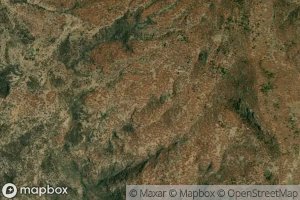 Canada Ciruelo Chato