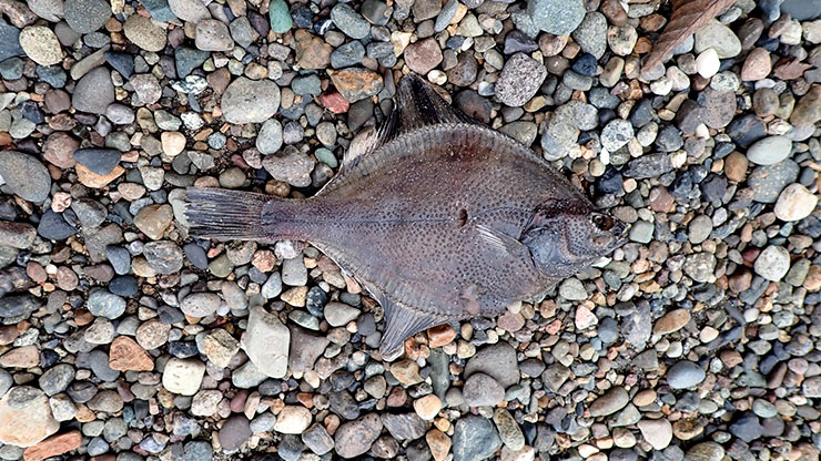 Best Bait for Flounder Fishing and How to Use It