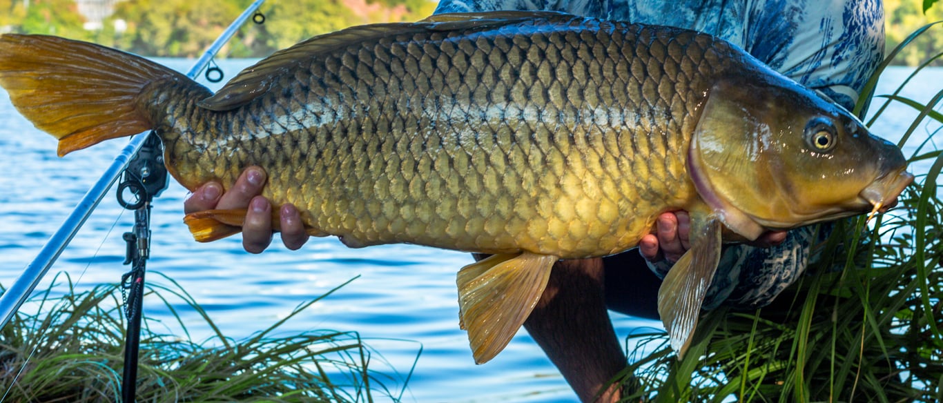 How to fish for carp