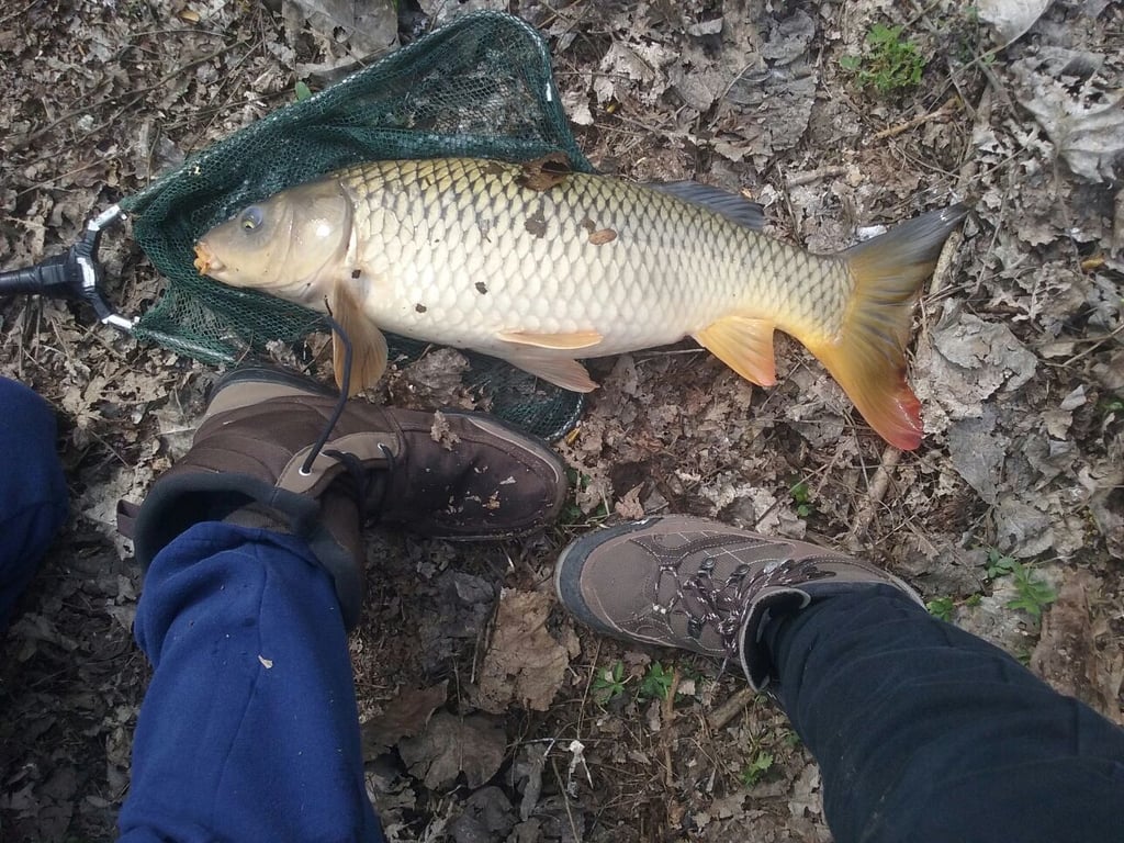 How to catch a carp