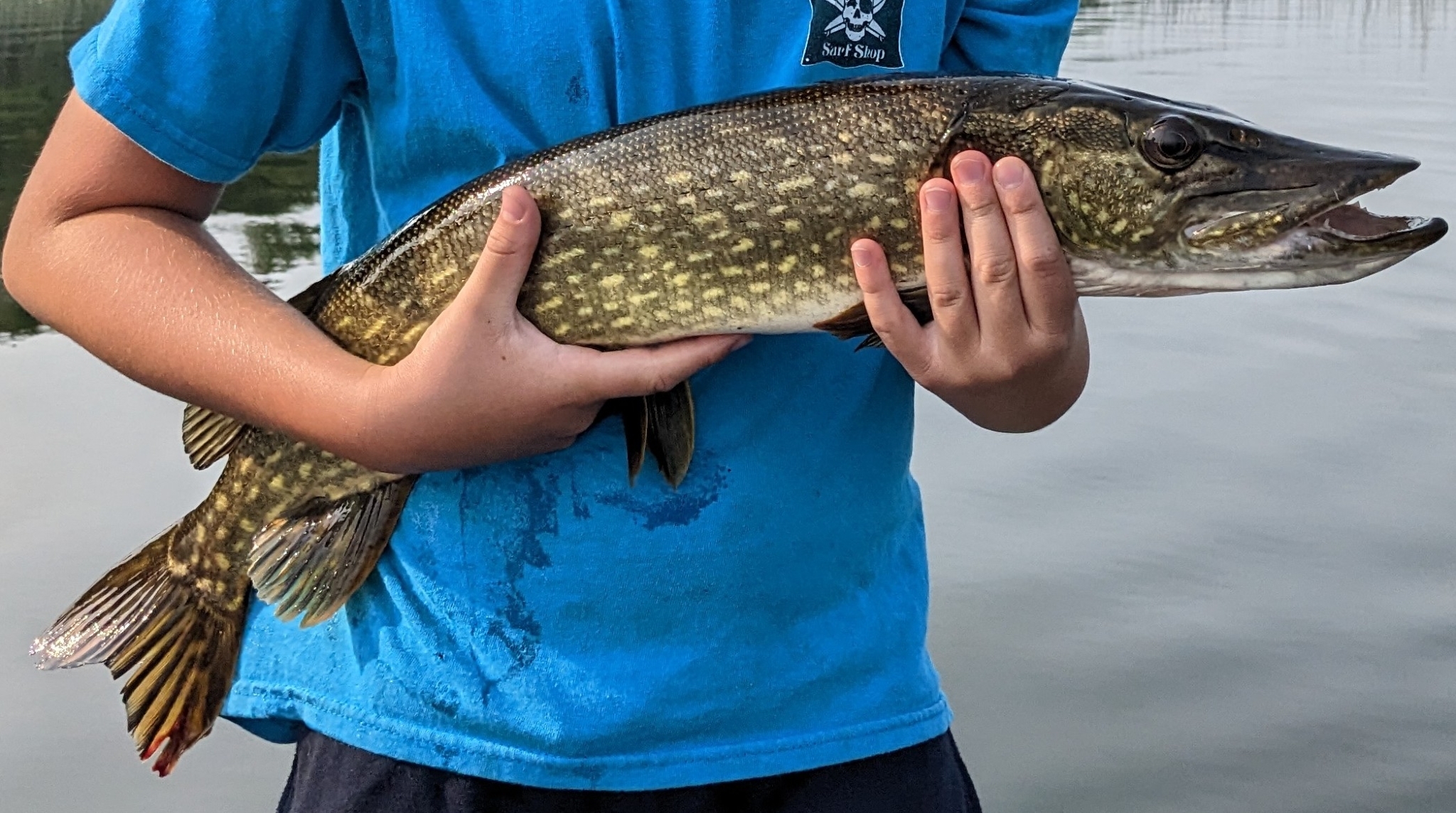 How to Catch Northern Pike: Tips, Gear & Techniques for Anglers