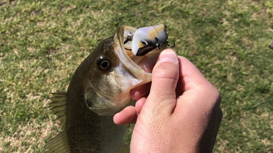the-ultimate-guide-to-jig-fishing-tips-techniques-and-best-practices-for-beginners image