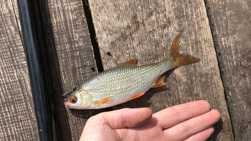 Fishing Seasons in New Jersey: Your Comprehensive Guide