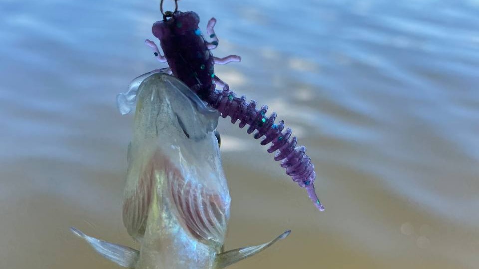 Fishing Seasons in North Carolina: Your Comprehensive Guide