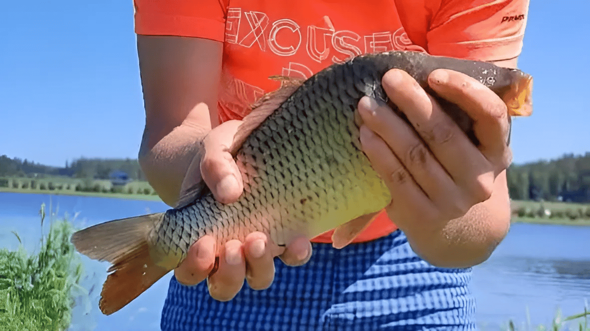 https://imagedelivery.net/sfwOTSUSNfGyoF_05yJAng/wp.web-staging.fishboxapp.com/tennessee-fishing-license.png/w=1182,h=664 image