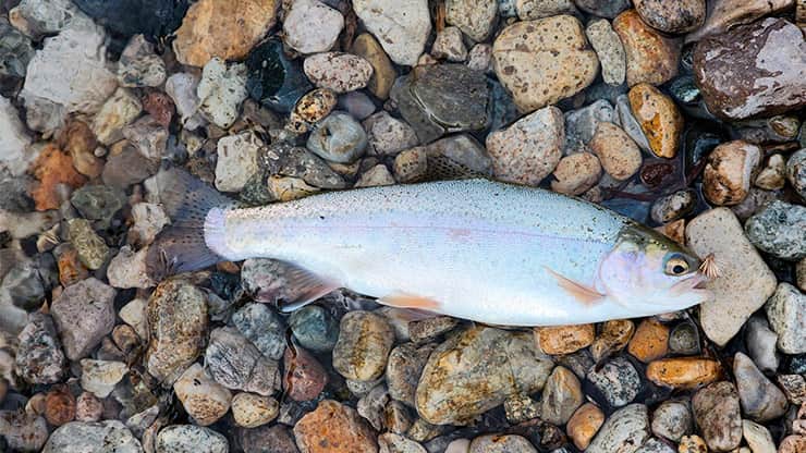 top-5-trout-fishing-gear-essentials image