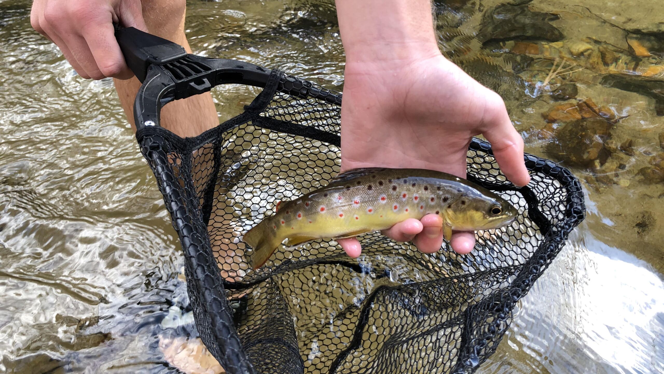 How to Catch Trout in Rivers: Fly Fishing Techniques, Gear, and Pro Tips
