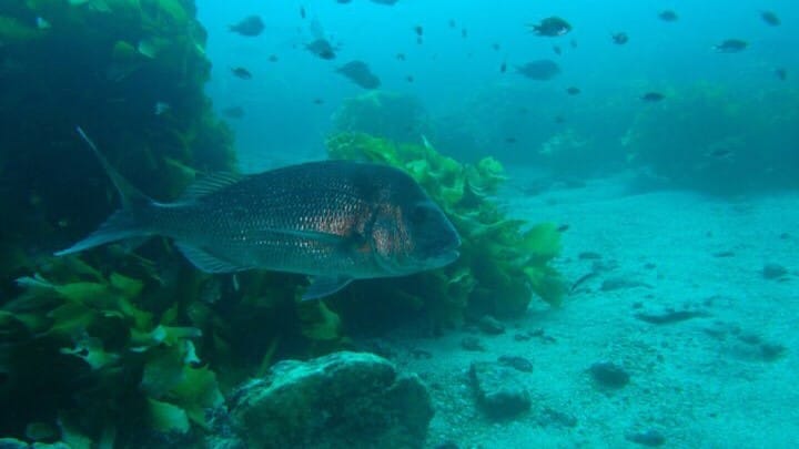 Fishing in Victoria: The Ultimate Guide