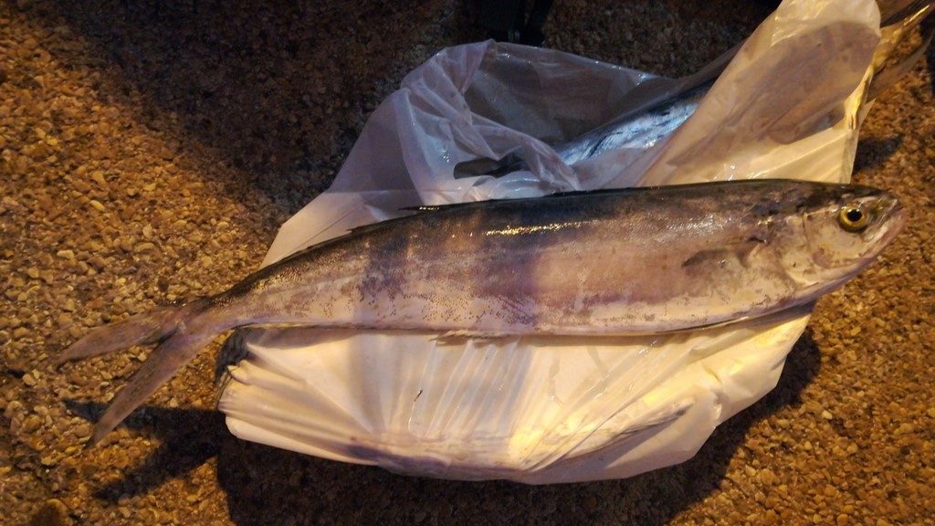 Fishing in Western Australia: A Complete Guide to the Top WA Fishing Spots, Tips & Regulations