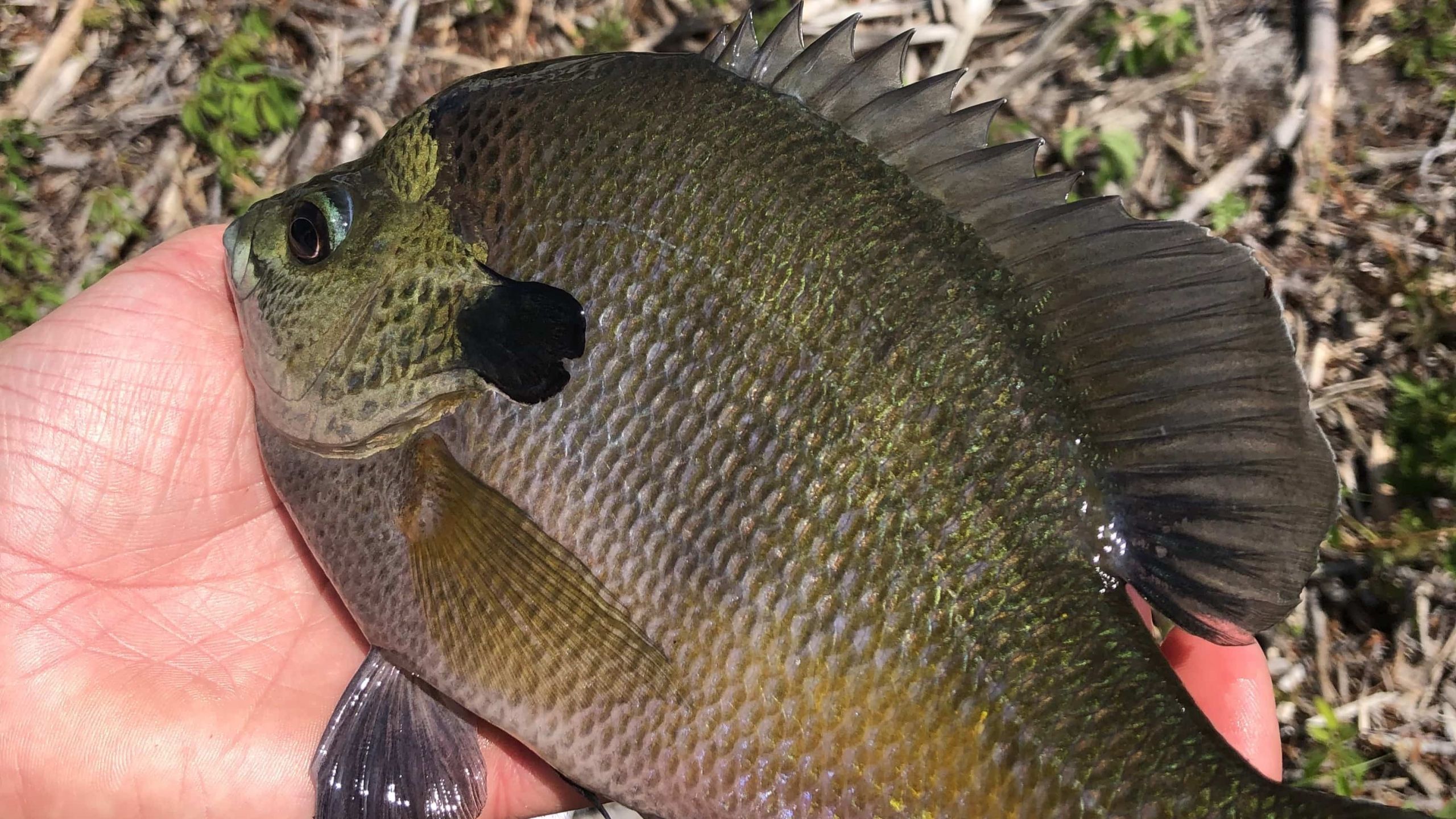 The Ultimate Guide to the Best Bluegill Baits and Lures for Every Angler