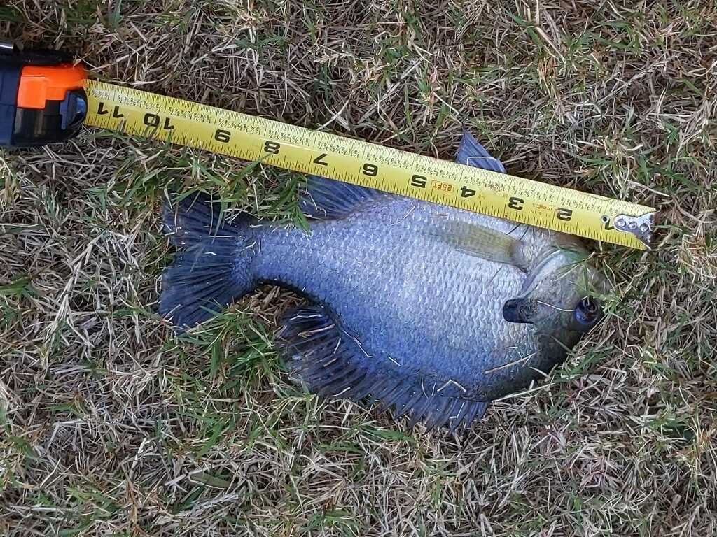 Bluegill bait on the grass
