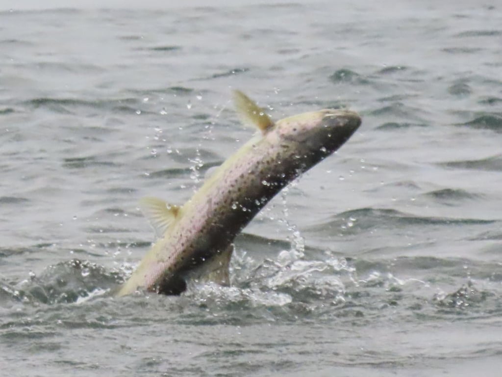 Salmon catching