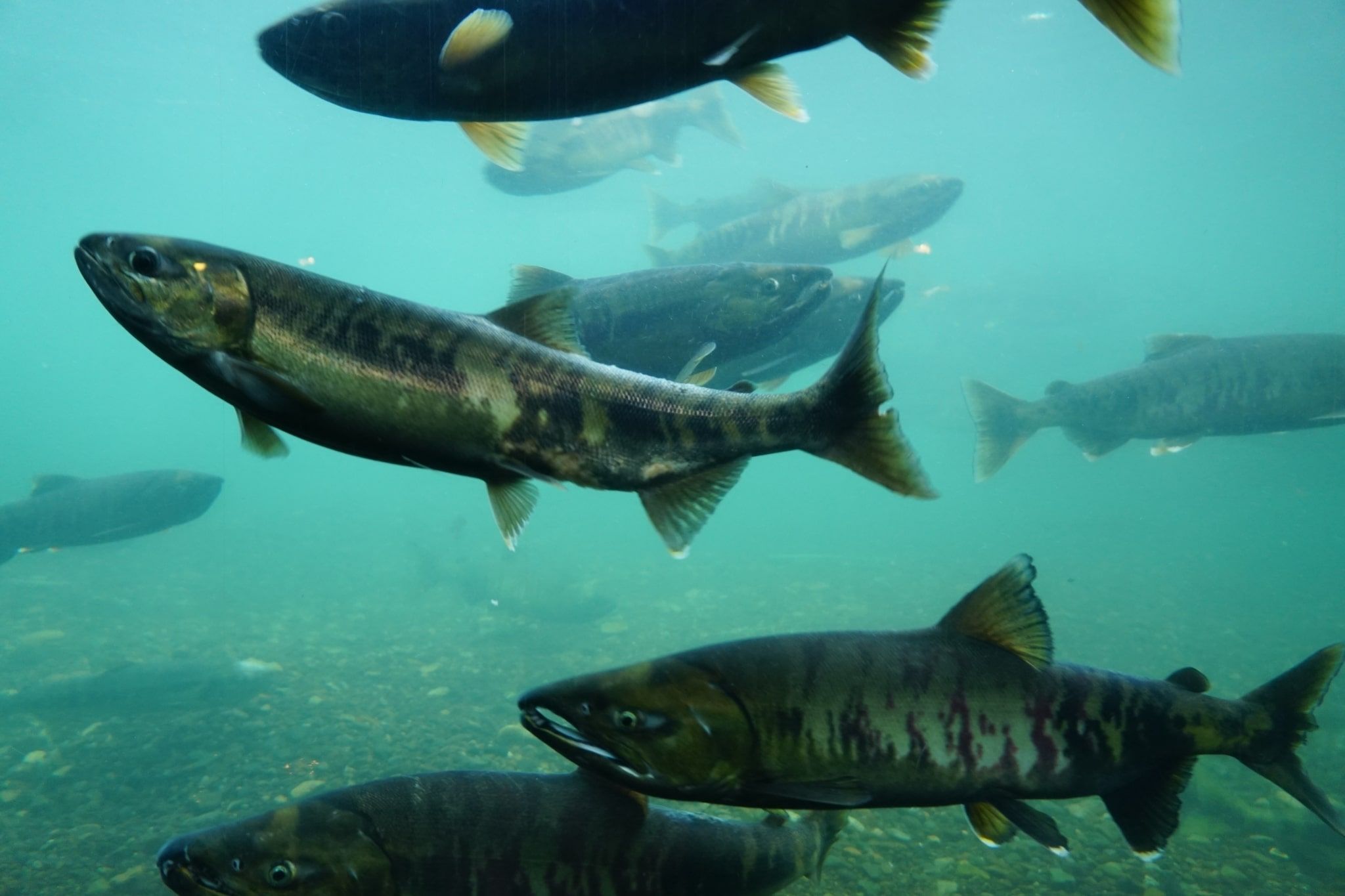 How to Catch Salmon: Essential Gear and Techniques for Salmon Fishing