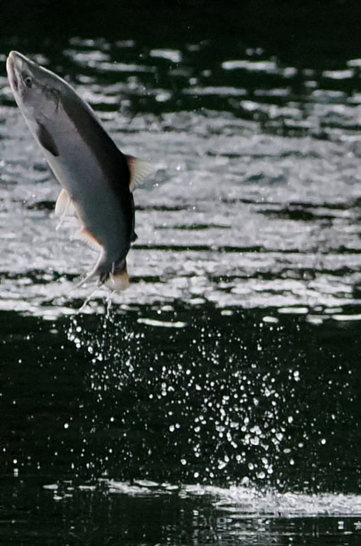 Salmon fishing locations Where to find salmon