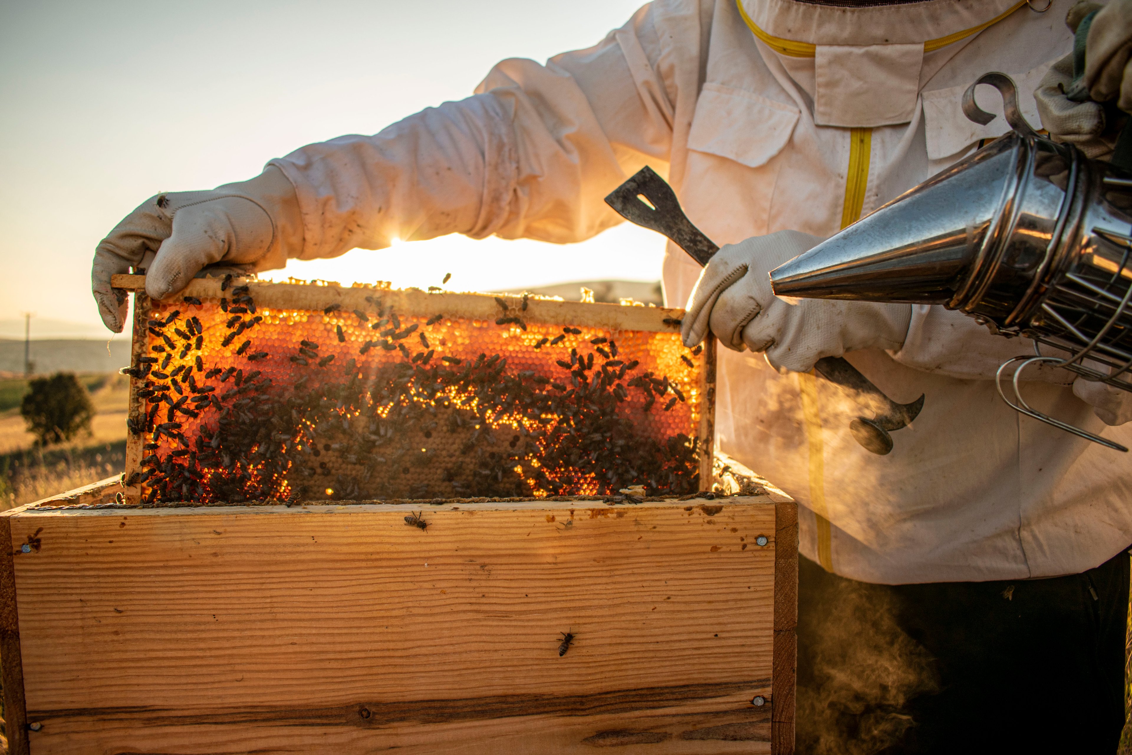 Beekeeping and Apiary Research