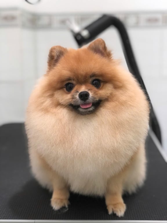반려동물 케어 서비스 이미지 2