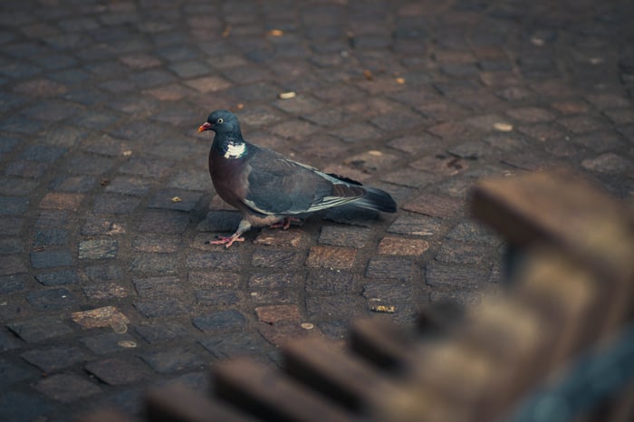 Wif Da Pigon, Norwich, UK