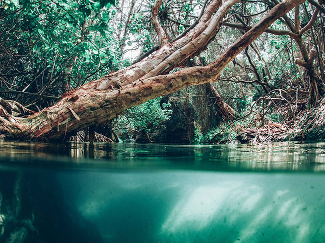 Paperbark tree hanging over the crystal clear water of Eli Creek K'gari Fraser Island