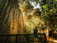 http://Curtain%20Fig%20Tree%20on%20the%20Atherton%20Tablelands%20in%20Tropical%20North%20Queensland%20Cairns%20Adventure%20Package%20Happy%20Travels