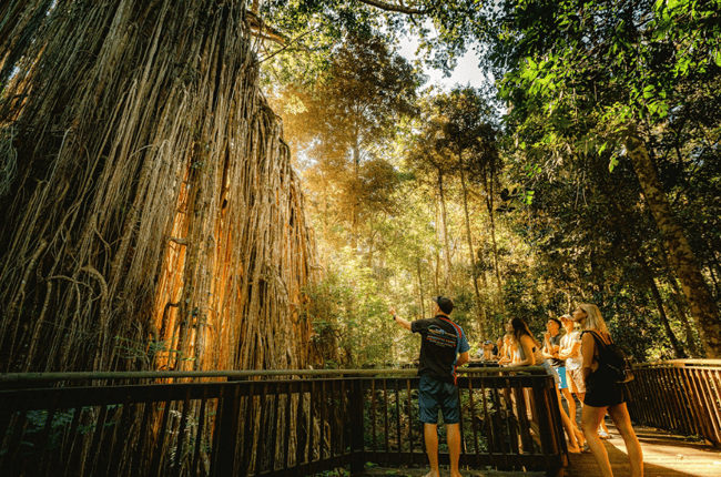 Curtain Fig Tree on the Atherton Tablelands in Tropical North Queensland Cairns Adventure Package Happy Travels