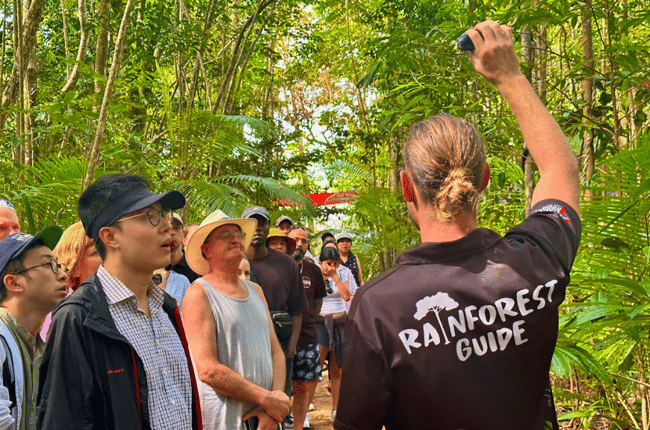 Rainforest Guide Teaching Guests About Cassowary Plums in Daintree Rainforest in North Queensland Cairns Adventure Package happy travels