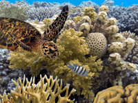http://great%20barrier%20reef