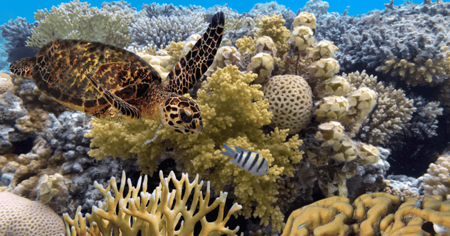 great barrier reef