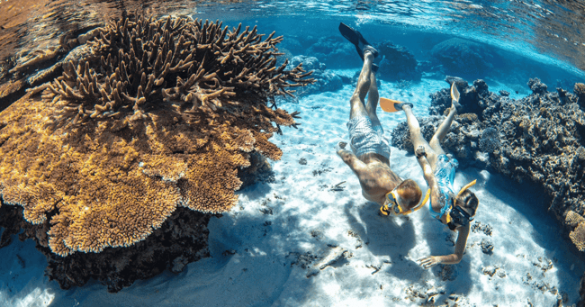 Snorkelling Great Barrier Reef on Travel Buddies East Coast Group Tour