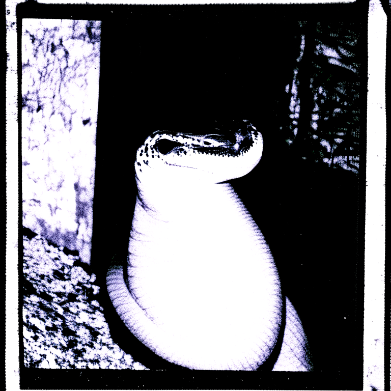 Black and white photocopied POLAROID of a python.     --myface                  