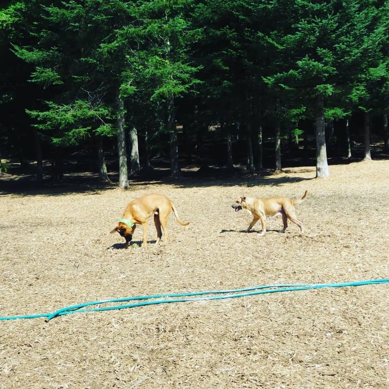 Petsafe Kingdom Dog Park
