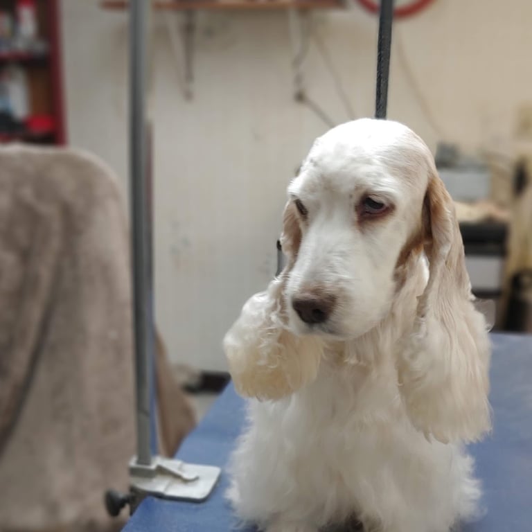 Pooch Parlor