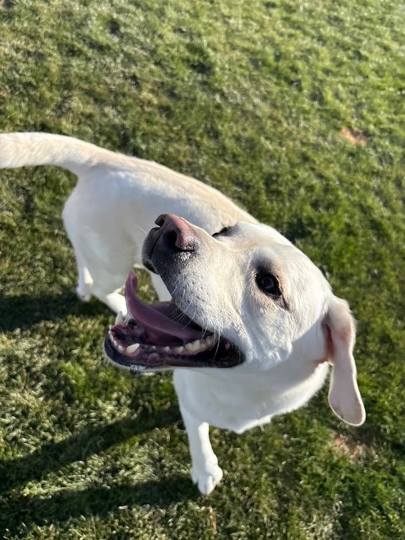 Idaho Elite K-9 Boarding Suites
