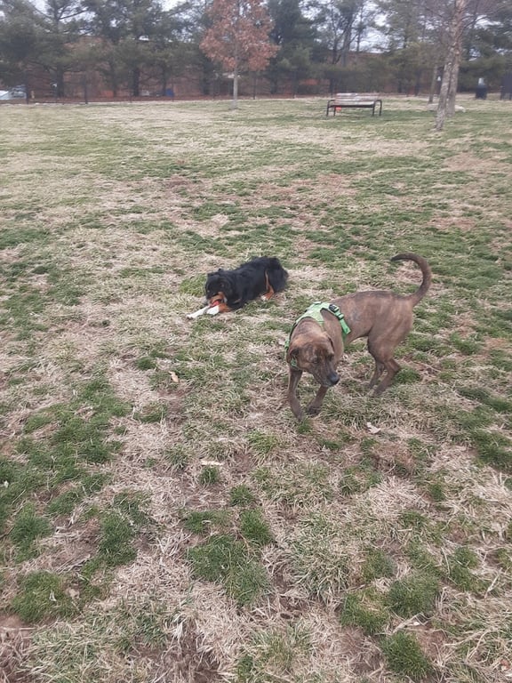 Eberwein Dog Park (Membership Required)