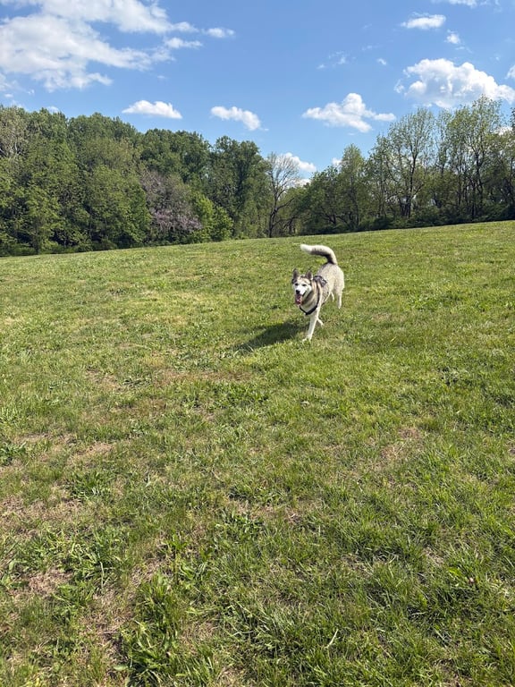 Bark Park