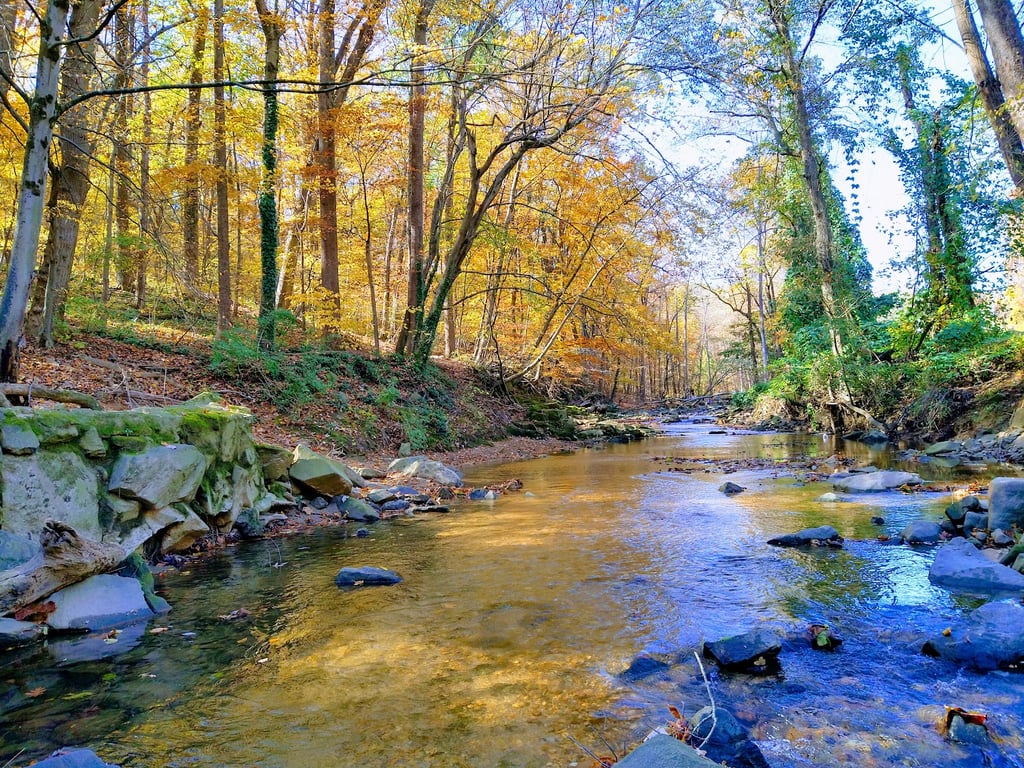 Glencarlyn Dog Park