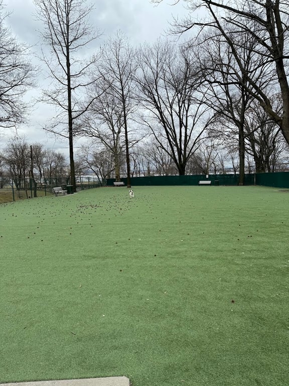 Dog Run