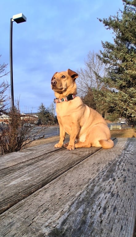 Kodiak Off Leash Dog Park