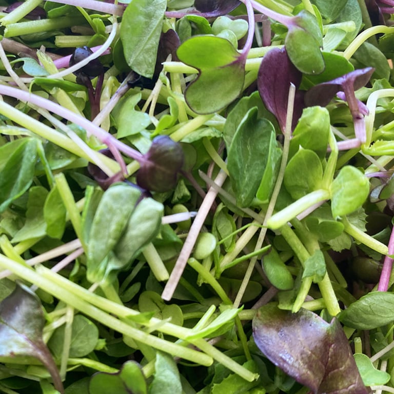 SuperCharge! Foods Microgreens – Madison