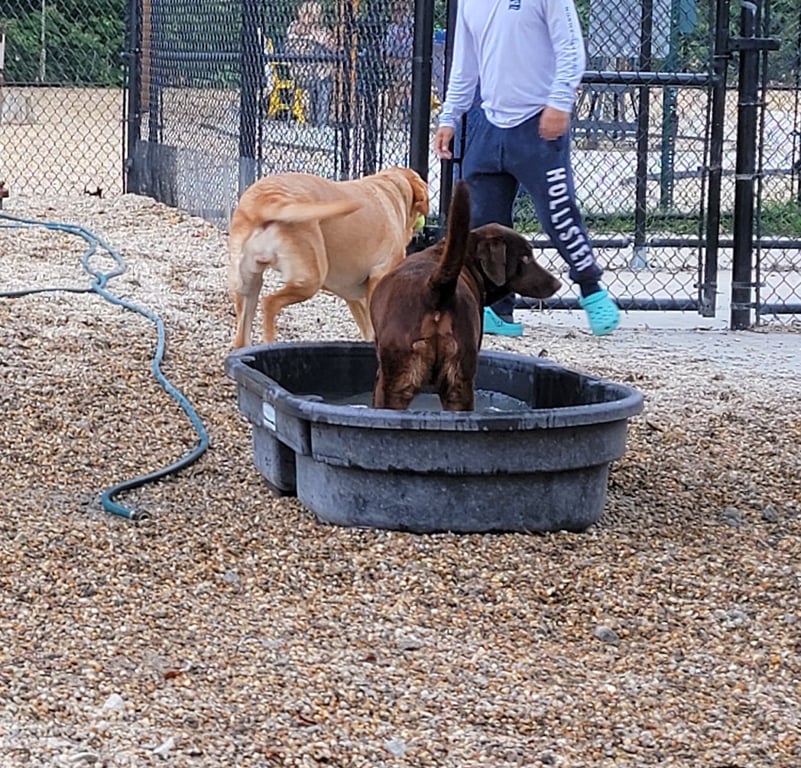 Billerica Dog Park