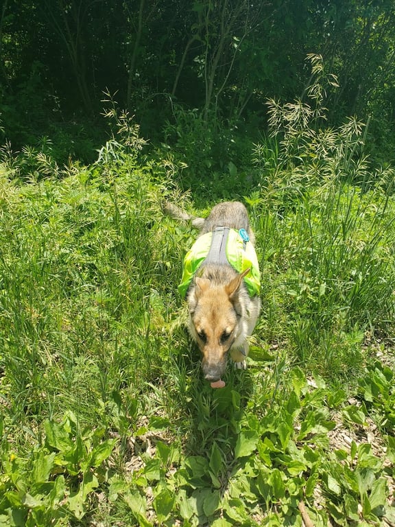 Prairie Moraine Dog Park