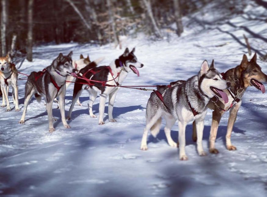 Ultimate Dog Sledding Experience