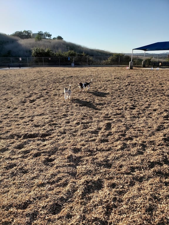 Pooch Park